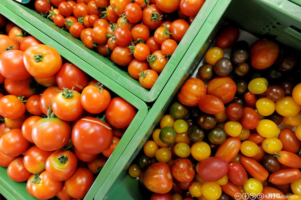 Forskjellige typer tomater i kasser. Foto.