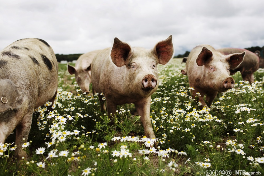 To griser går rundt i ei blomstereng av prestekrager. Foto.