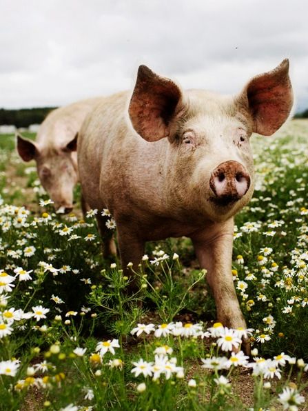 To griser går rundt i ei blomstereng av prestekrager. Foto.