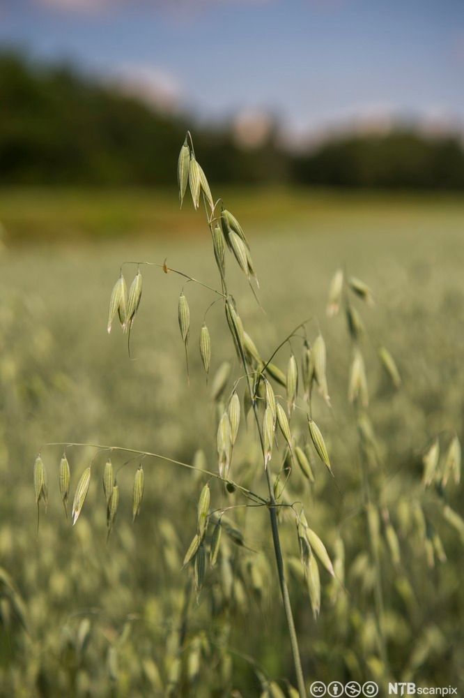 Havreaks i åker. Foto.