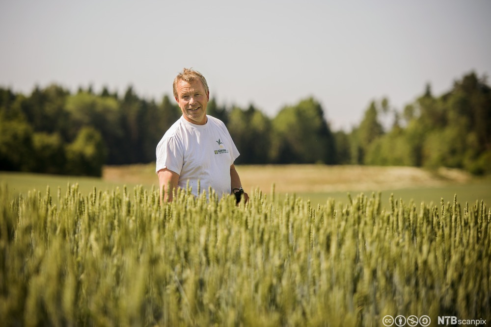 A farmer is standing in the middle of a wheat field. Photo.