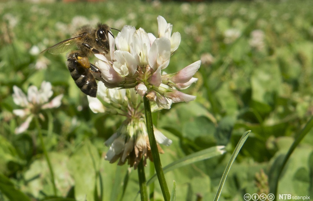 Kvitkløverblomst med bie på. Foto.