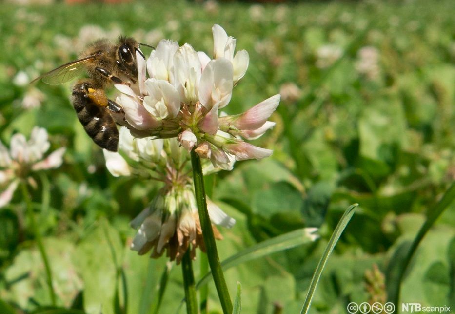 Kvitkløverblomst med bie på. Foto.
