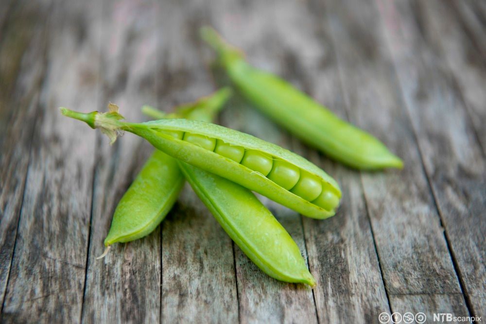 Runde sukkererter på et trebord. Den ene er delvis åpent, det er store, runde erter tett sammen inni den. Foto.