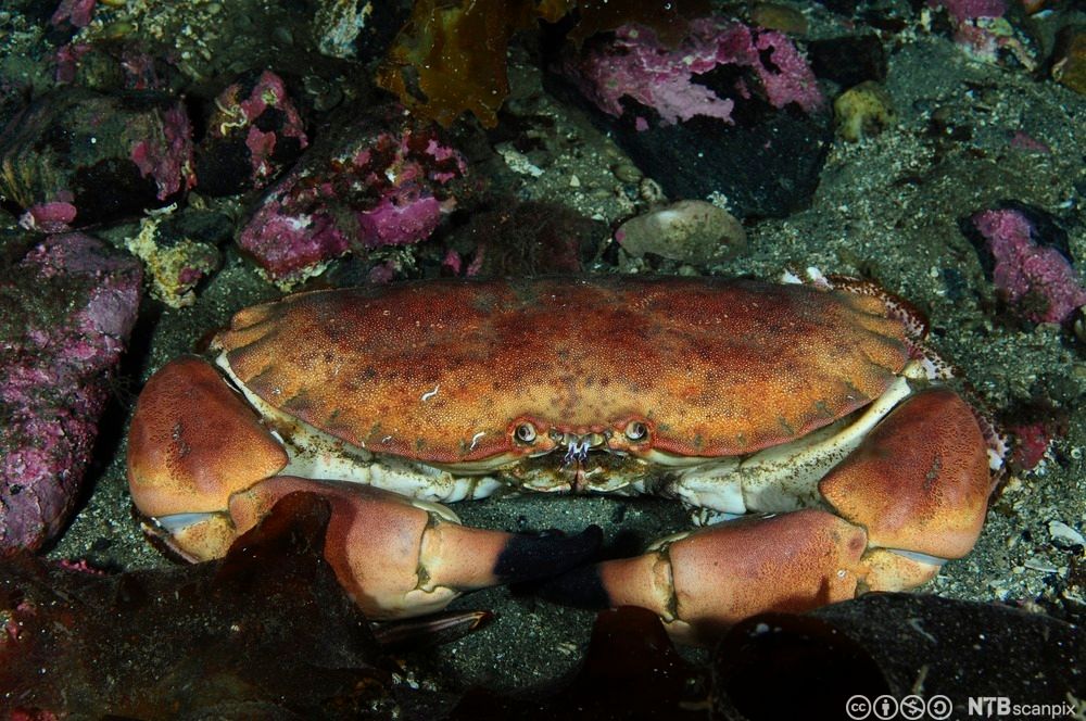 En taskekrabbe sitter mellom noen steiner. Foto.