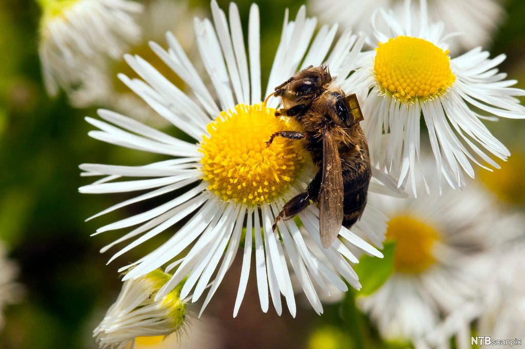 Govva mieđažis mas lea radiosáddejeaddji. Govva.