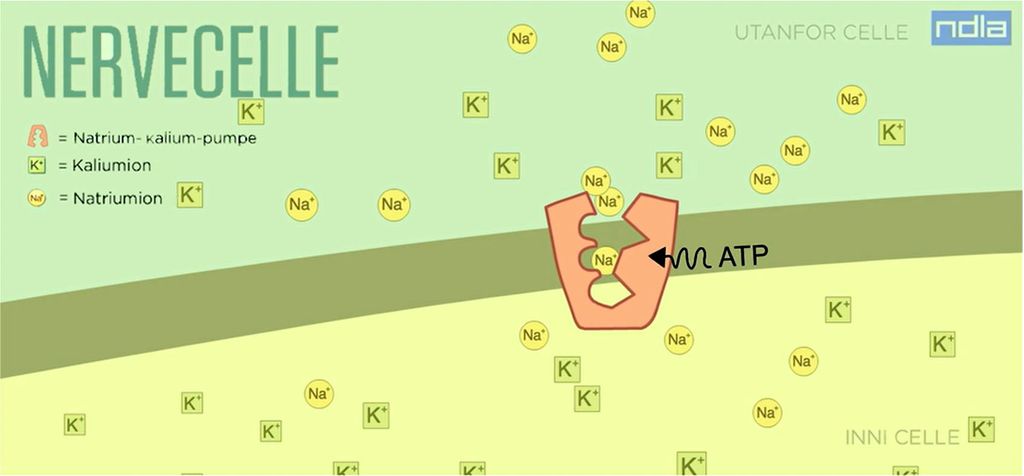 Illustrasjon som viser tverrsnitt av cellemembran med protein som transporterer natrium og kalium gjennom membranen