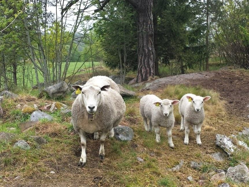 Søye med to lam på beite. Foto.