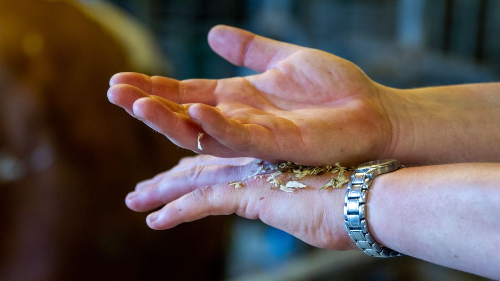 En person gnir strø og flis mellom handbakene. Foto.