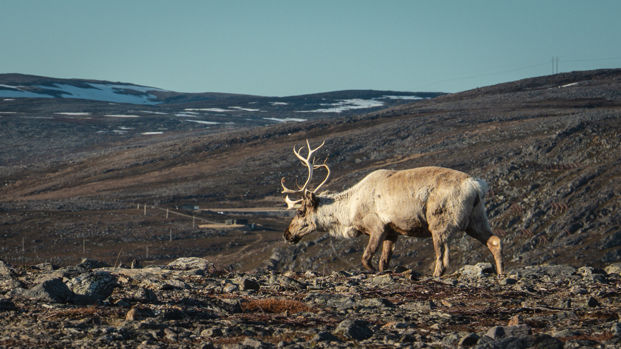 Reinsdyr står i åpent fjellandskap. Kraftledninger i bakgrunnen. Foto.