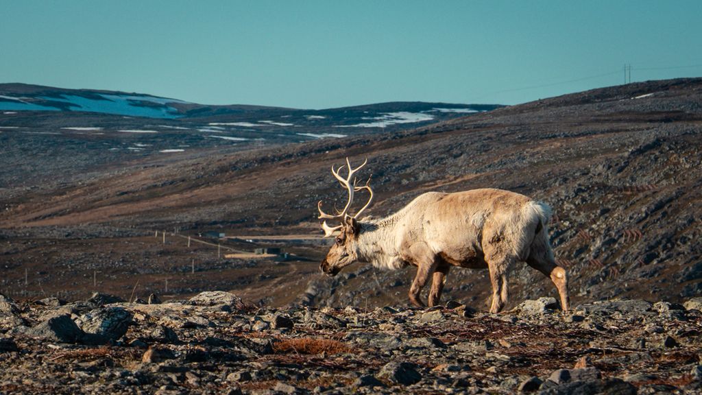 Reinsdyr står i åpent fjellandskap. Kraftledninger i bakgrunnen. Foto.