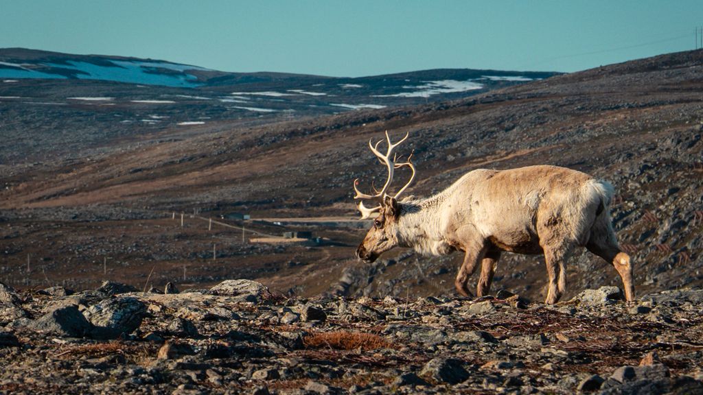 Reinsdyr står i åpent fjellandskap. Kraftledninger i bakgrunnen. Foto.