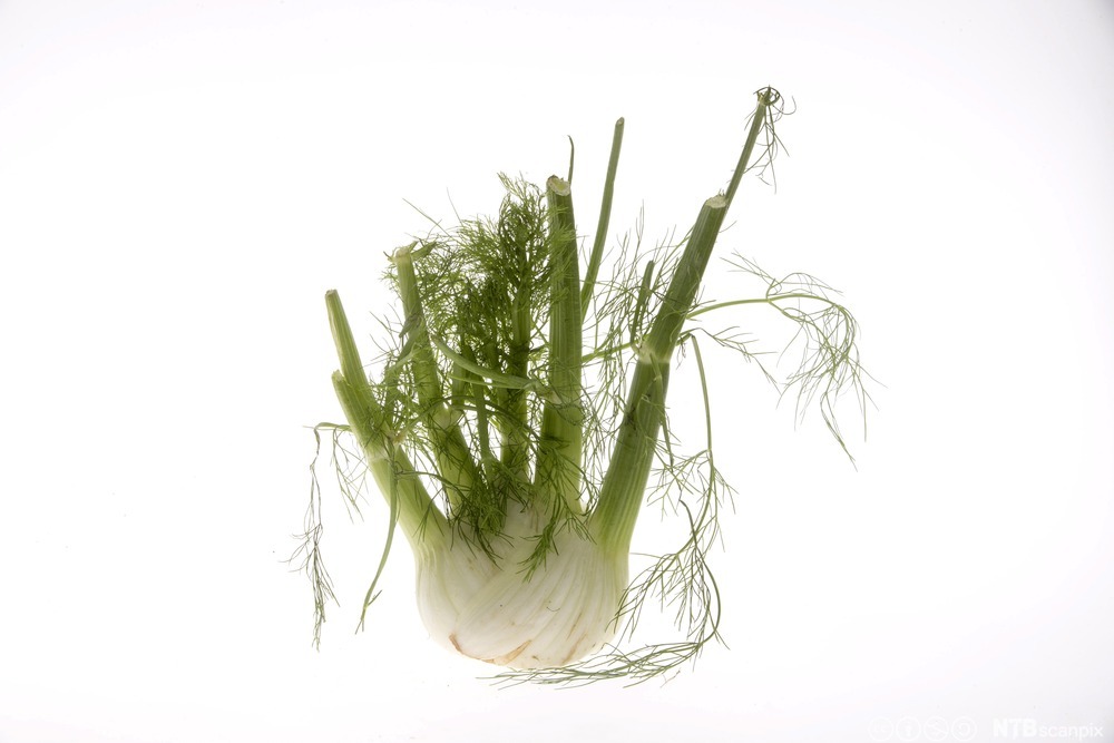 Fennikel mot hvit bakgrunn. Foto.