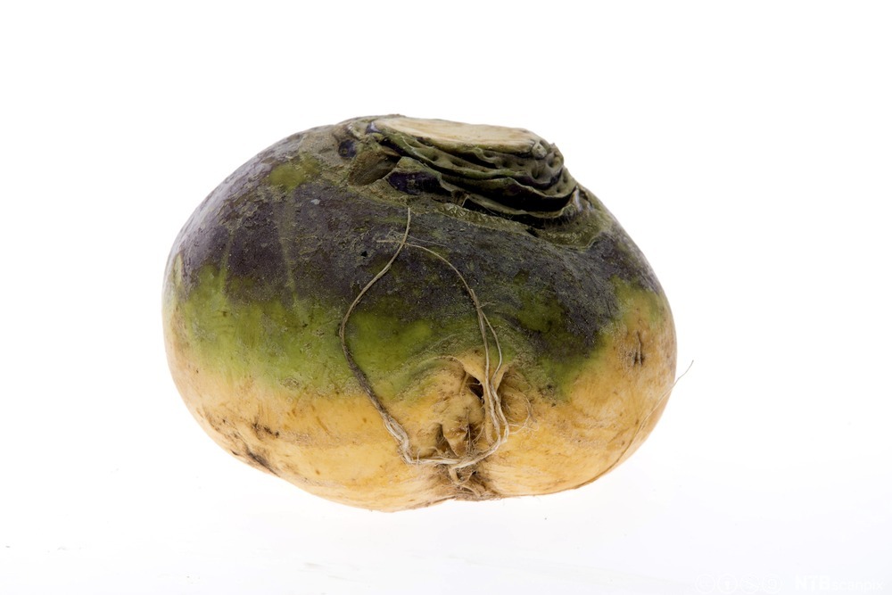 Kålrot mot hvit bakgrunn. Foto.