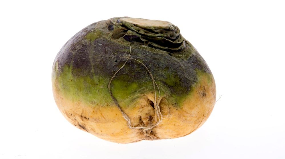 Kålrot mot kvit bakgrunn. Foto.