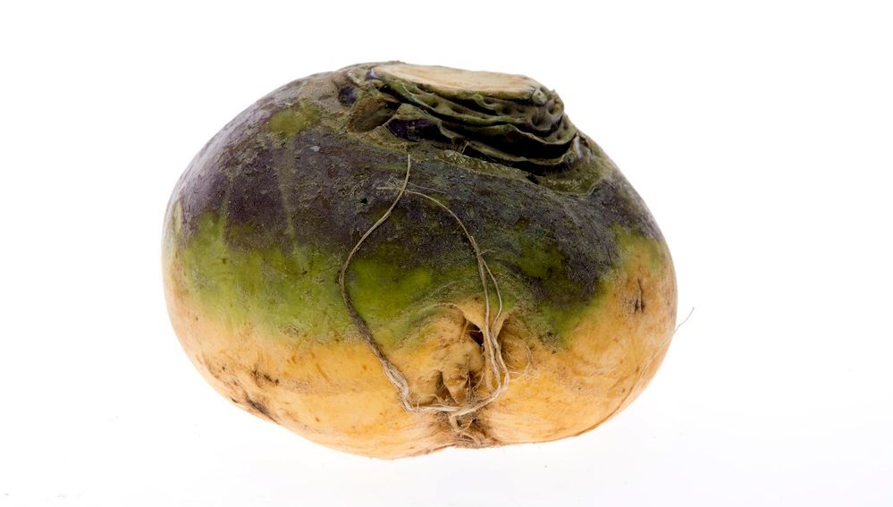 Kålrot mot hvit bakgrunn. Foto.