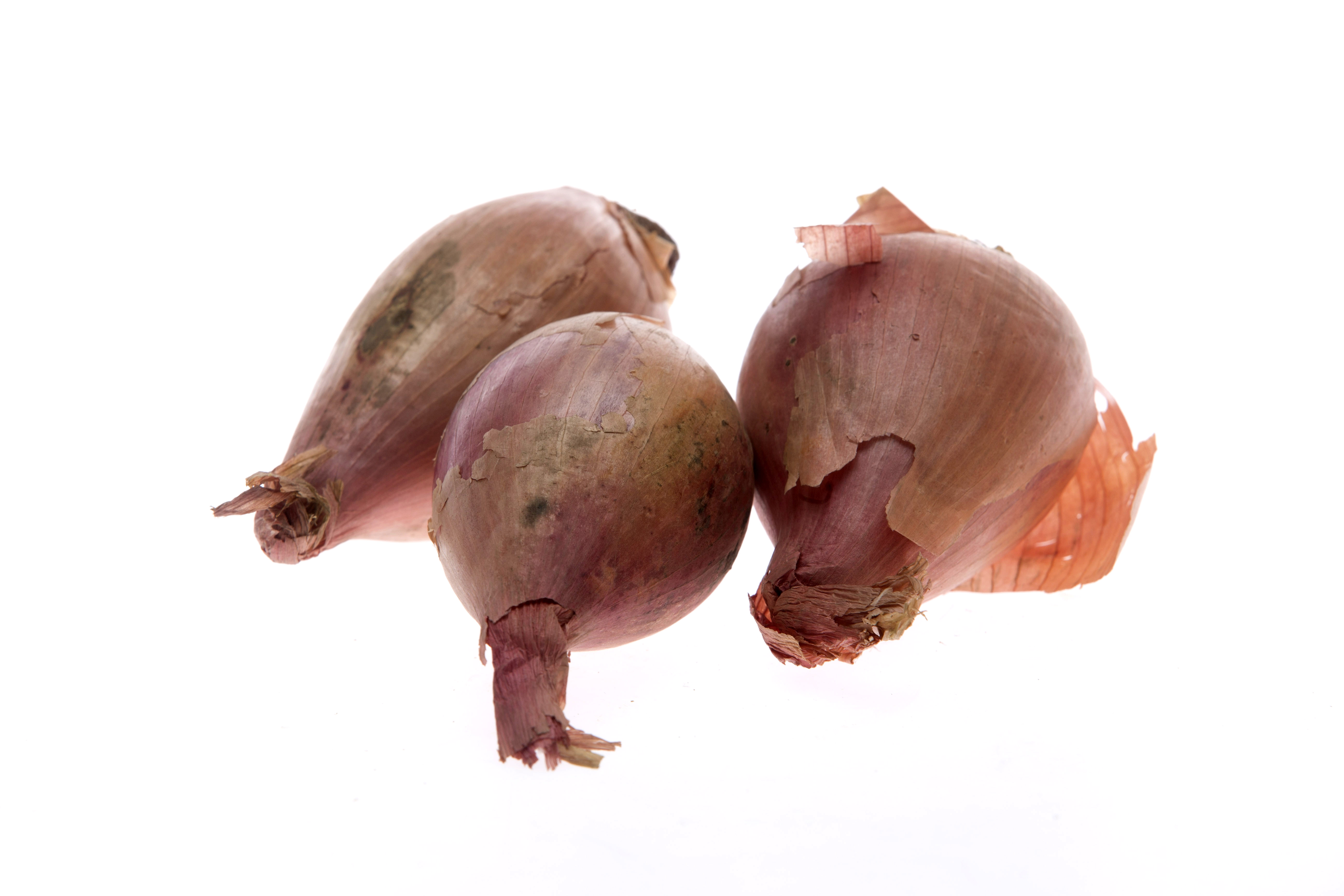 Sjalottløk mot kvit bakgrunn. Foto.