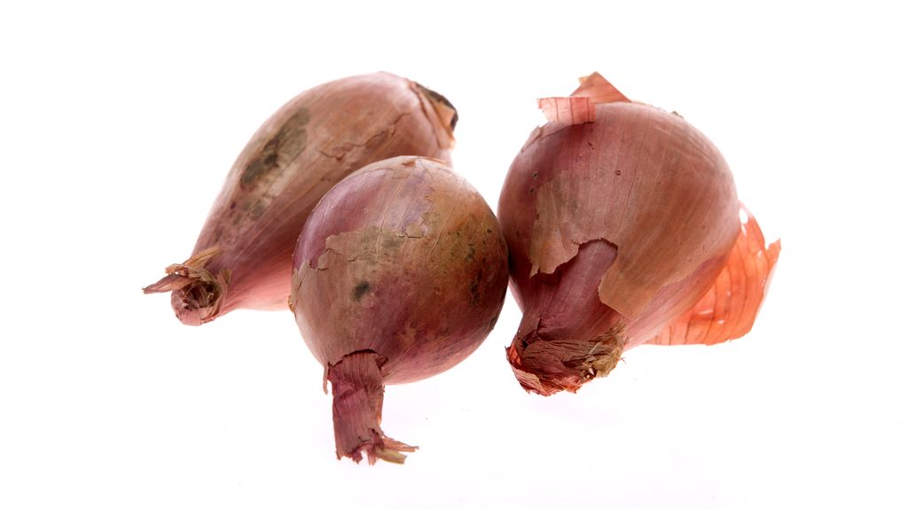 Sjalottløk mot hvit bakgrunn. Foto.