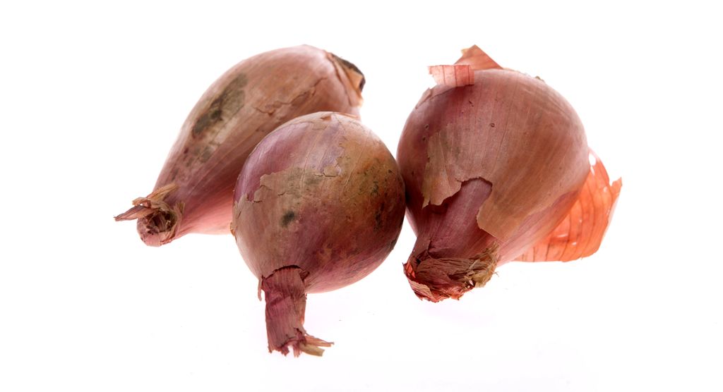 Sjalottløk mot kvit bakgrunn. Foto.