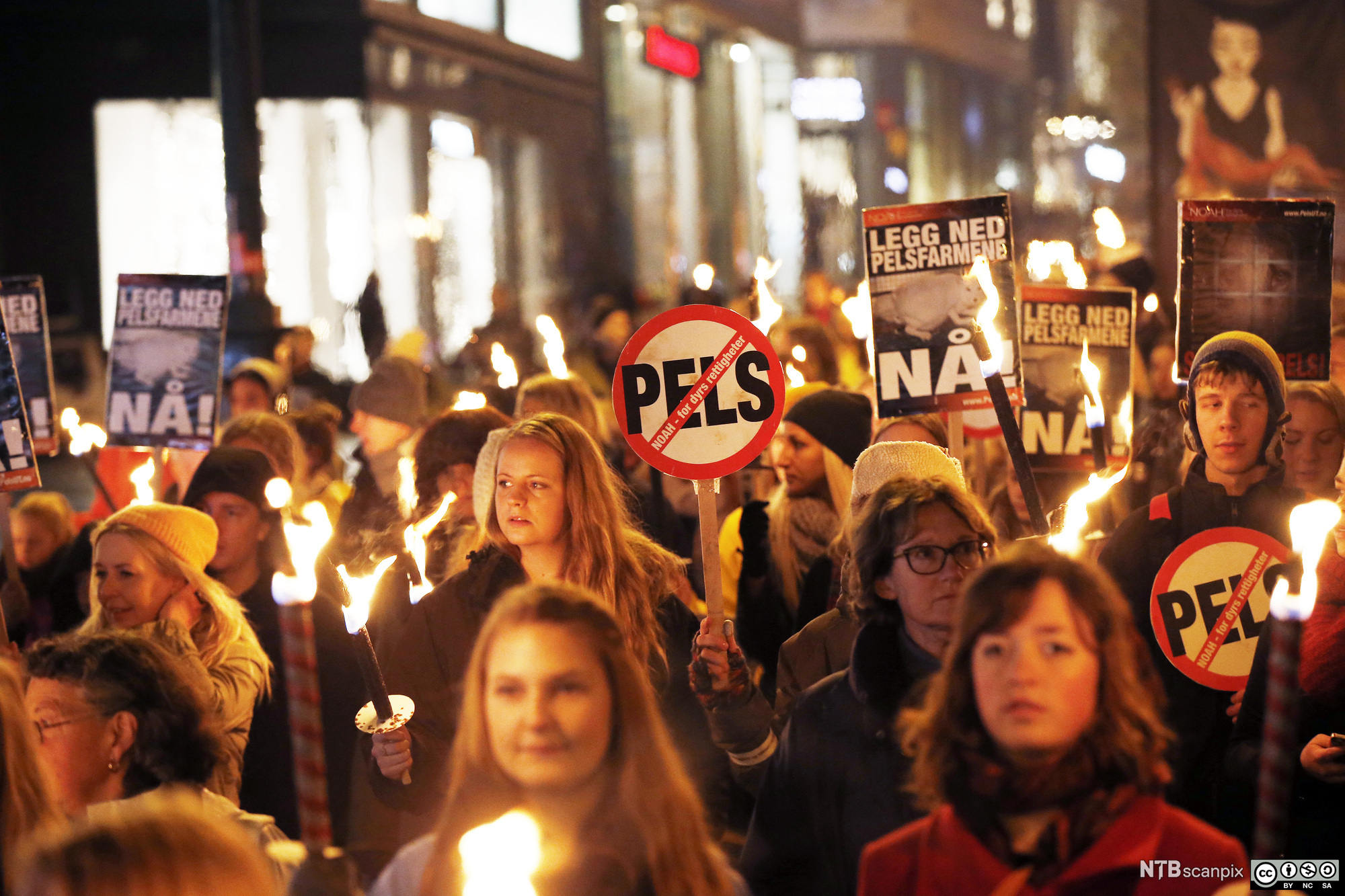 Mange mennesker med fakler og plakater med teksten: "Legg ned pelsfarmene nå!". Foto.