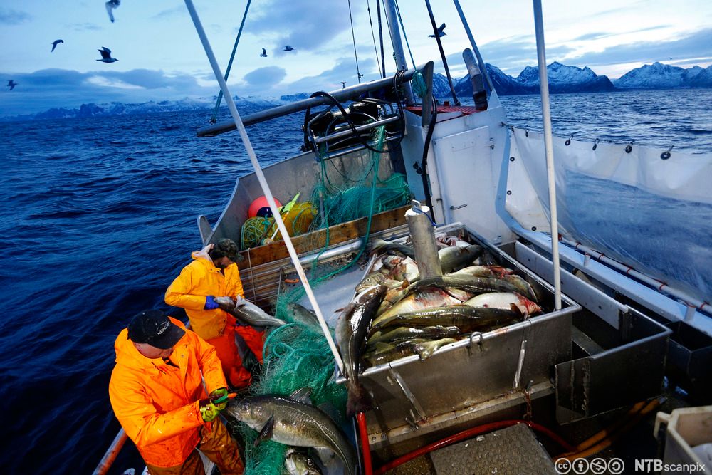 Skreifiske utenfor Senja. Foto.