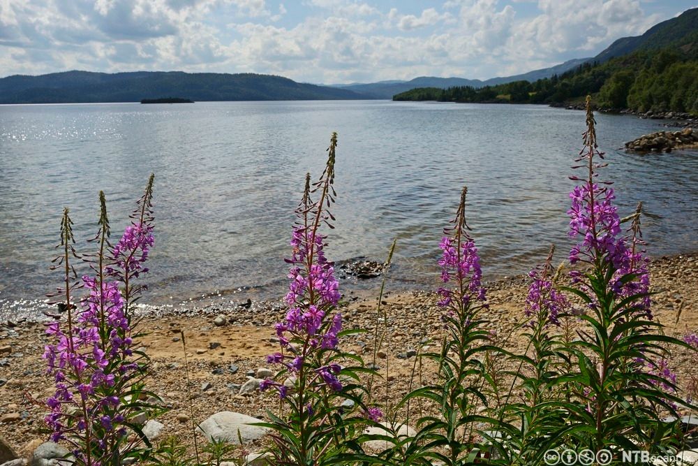 Geitrams ved ei strand ved en innsjø. Foto.
