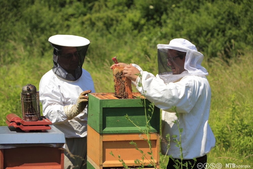 Birøktar i arbeid med å kontrollere brett frå bikuben. Foto.