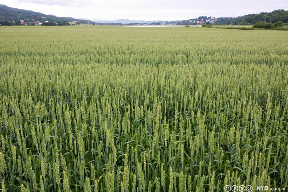 En åker full av grønne hveteaks med jordbrukslandskap med innsjø og bebyggelse i bakgrunnen. Foto.