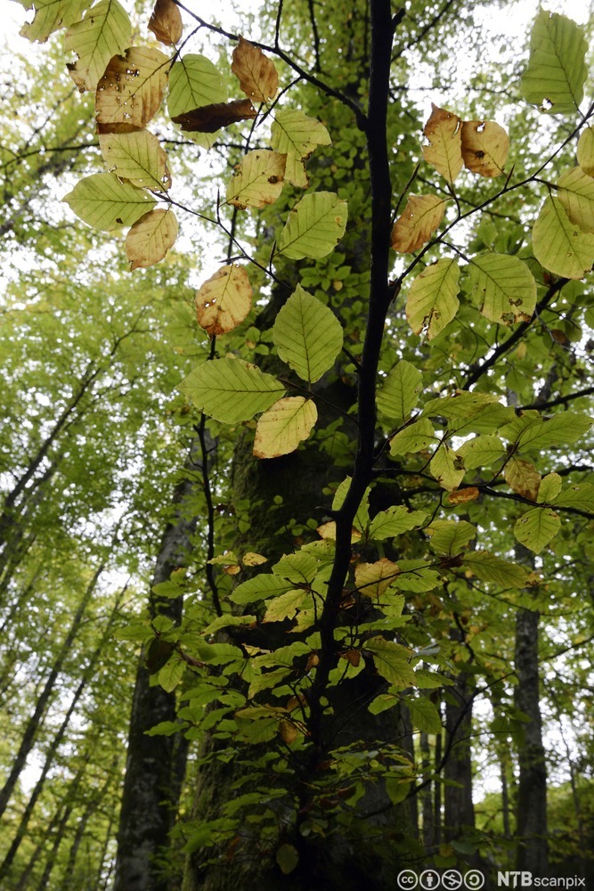 Bøkeskog. Foto.