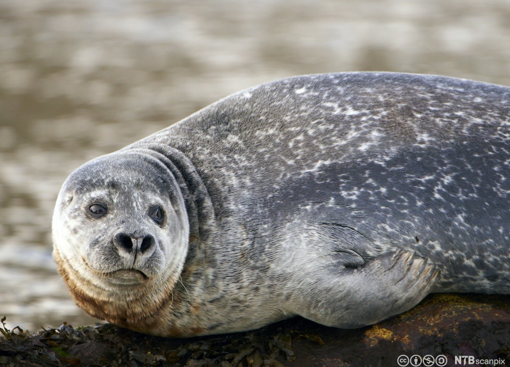 Steinkobbe på land. Foto.