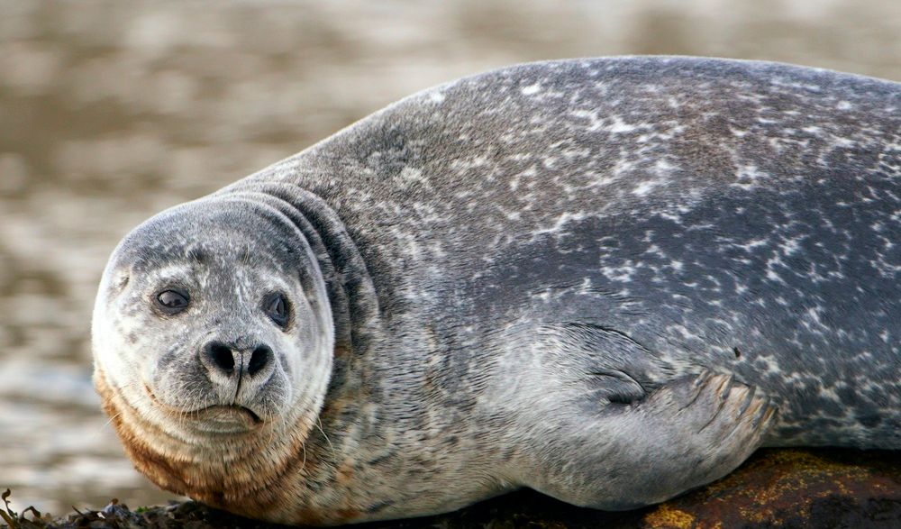 Steinkobbe på land. Foto.