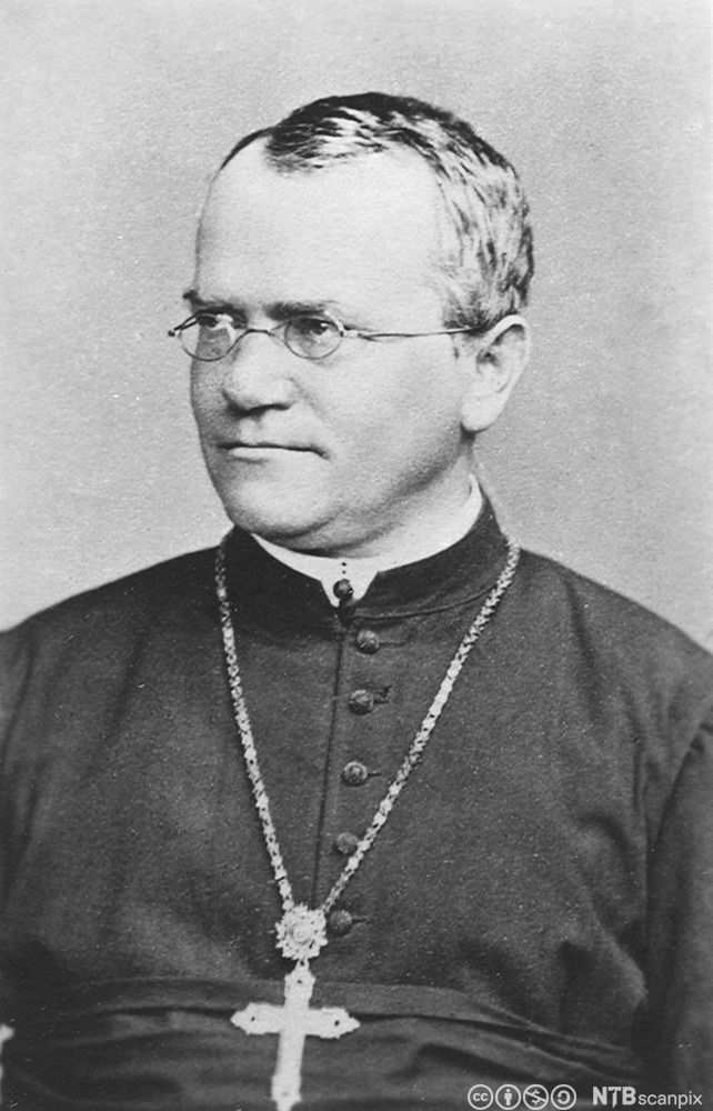 Gregor Johann Mendel. Foto.