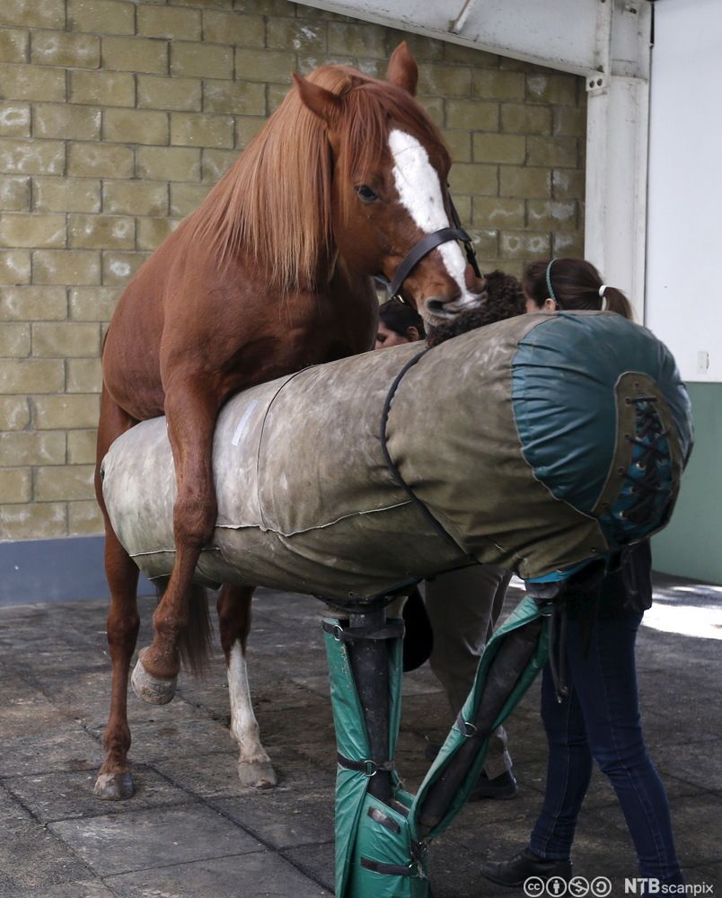 Hingst rir på kunstig hoppe under tapping av sæd. På siden står to personer. Foto.