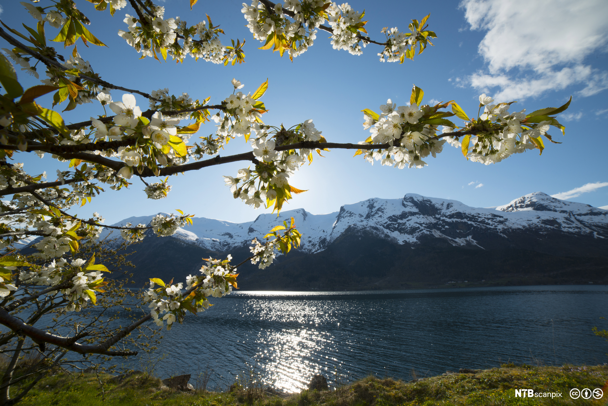 Morelltre i blomstring med fjord og fjell i bakgrunnen. Foto.