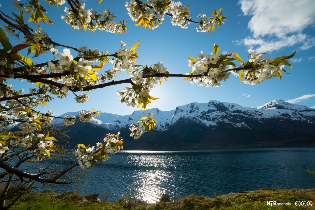 Frukttregreiner med blomster i forgrunnen. Blå himmel og sol. Fjord foran fjell med snø i bakgrunnen. Foto.