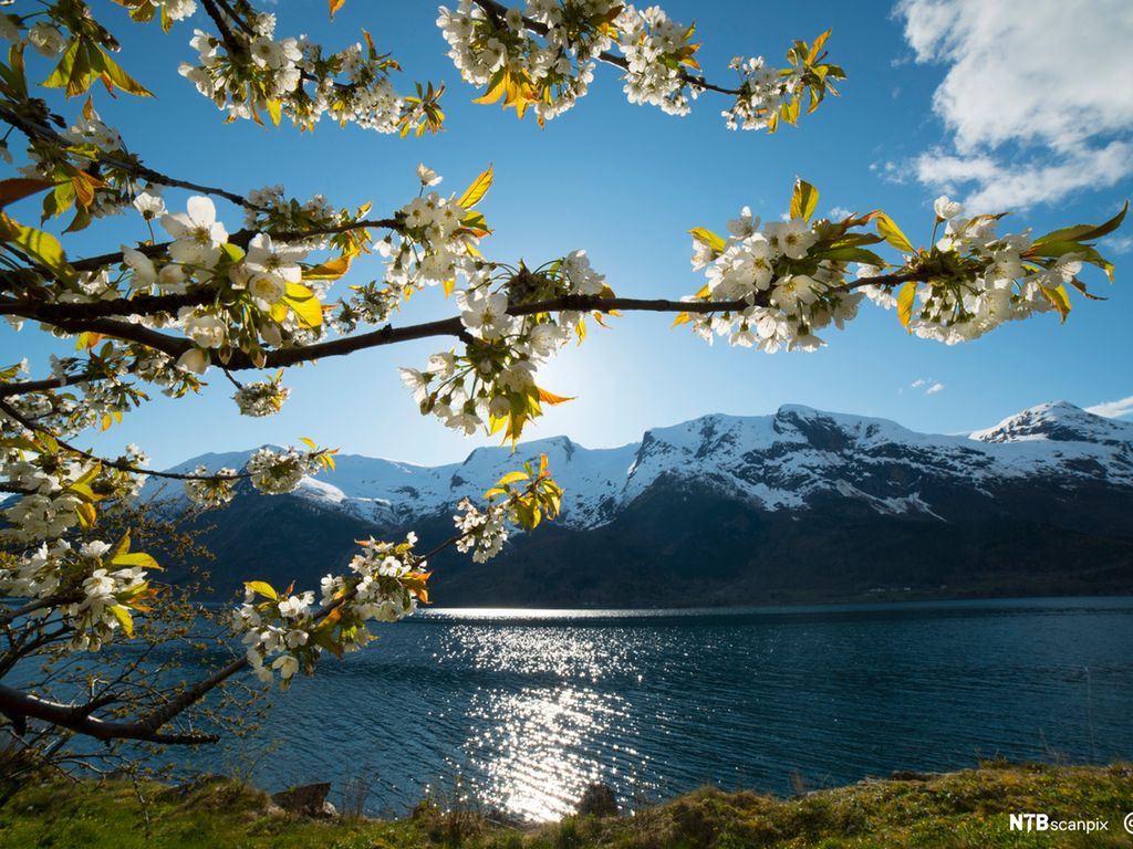 Morelltre i blomstring med fjord og fjell i bakgrunnen. Foto.