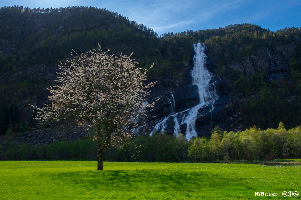 Foto av eit blomstrande tre.