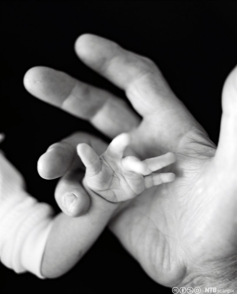 Ei stor hand som held ei lita babyhand. Fotografi.