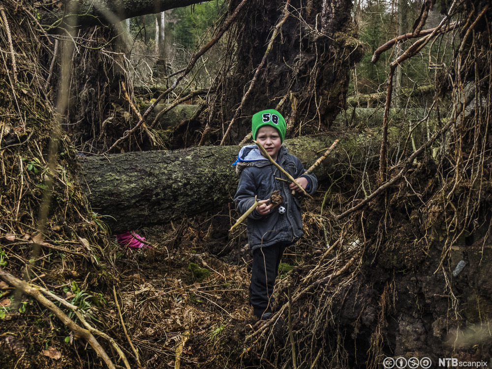 Gutt står i skog med pinner i hendene. Foto.