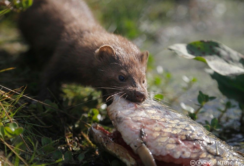 Mink et fisk. Foto.