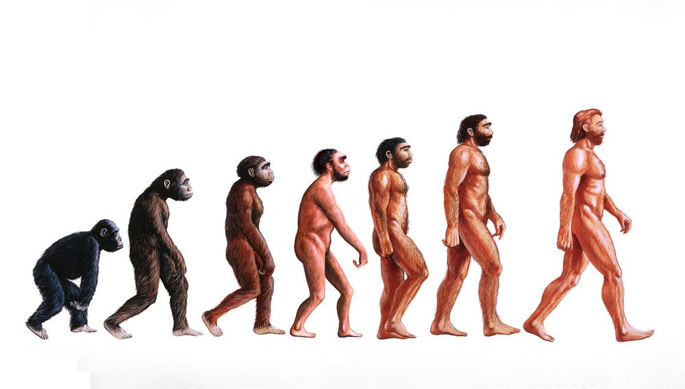Menneskets utvikling fra Proconsul til Homo sapiens sapiens. Illustrasjon.