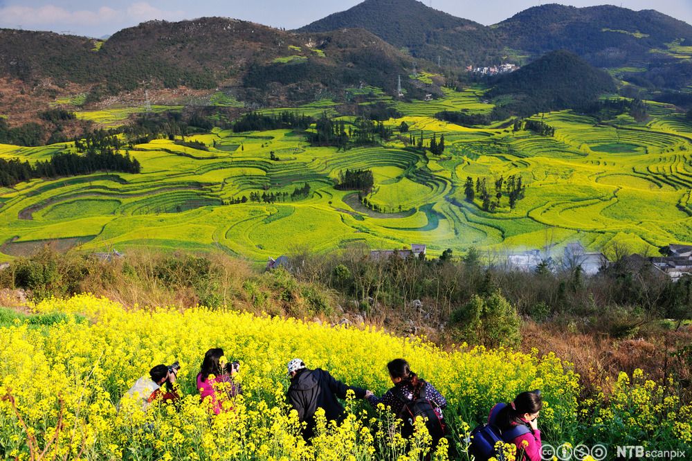 Blomstereng i Yúnnán-provinsen i Kina. Foto.