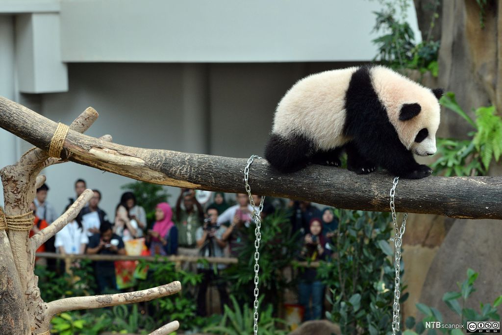 En babypanda balanserer på en grein i en dyrehage. Foto.