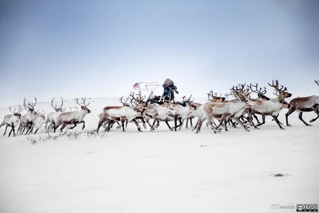 Flytting av rein på Finnmarksvidda. Foto.