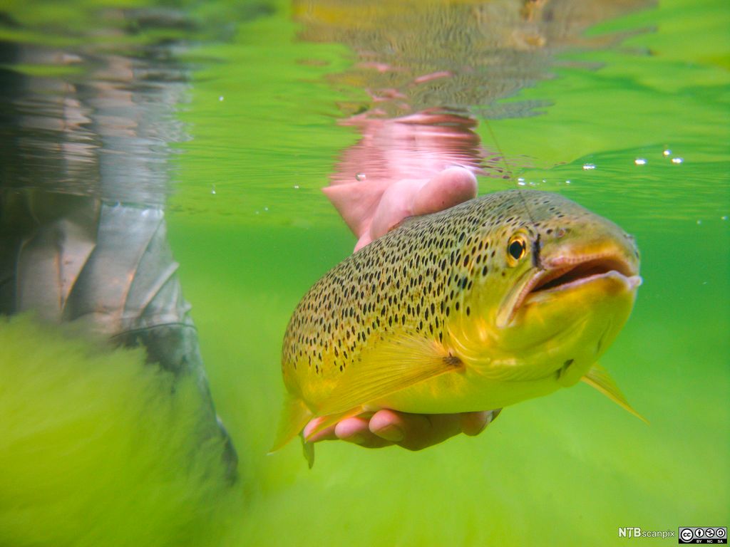 Stor ørret slippes ut. Foto.