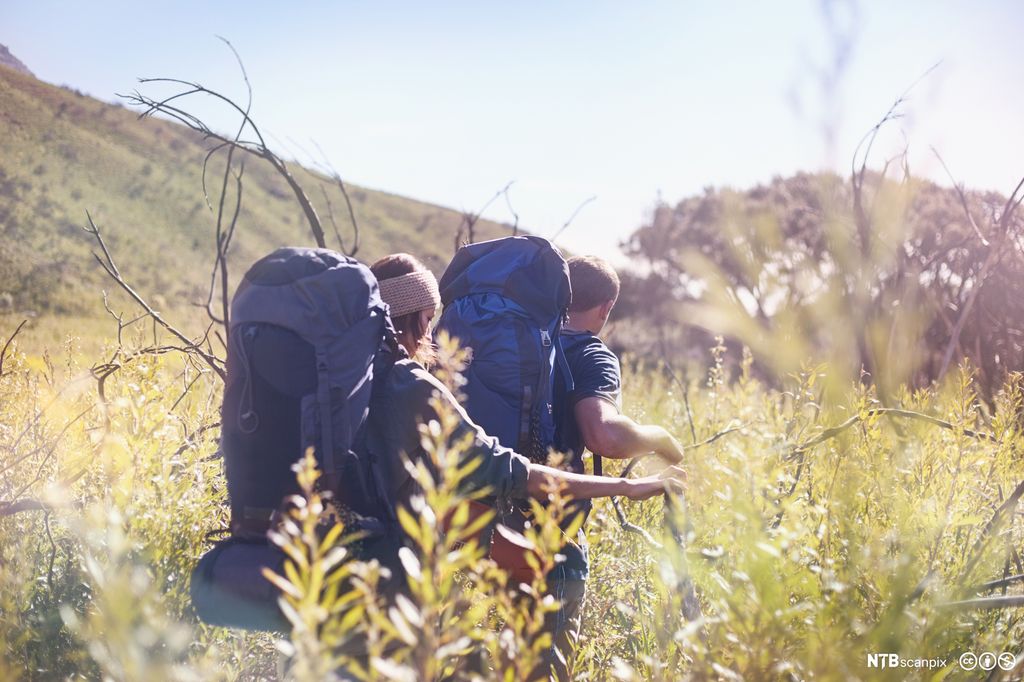 Young couple with backpacks hiking in sunny tall grass field. Photo.