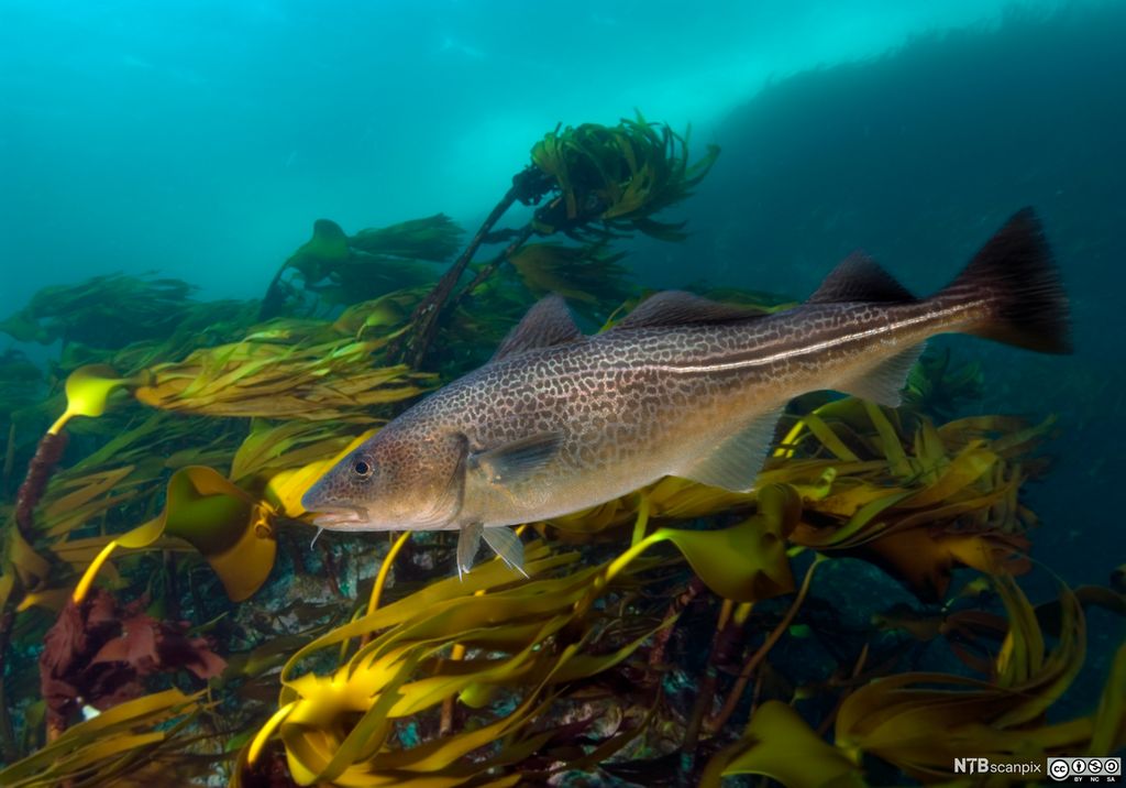 Torsk i tareskog. Foto.