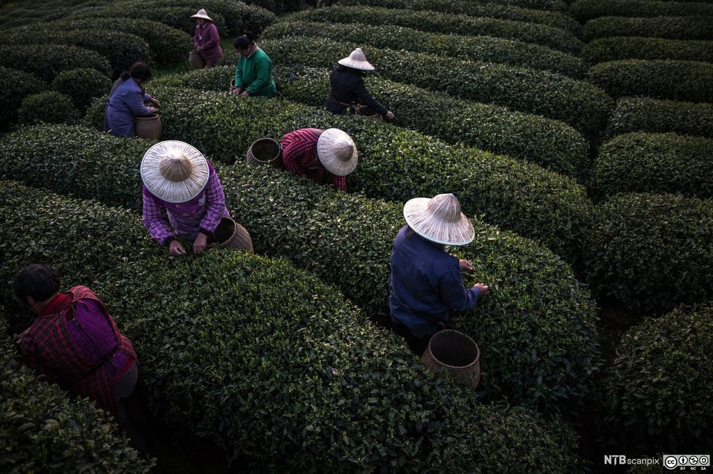 Sesongarbeidere plukker te på en teplantasje i Kina. Foto.