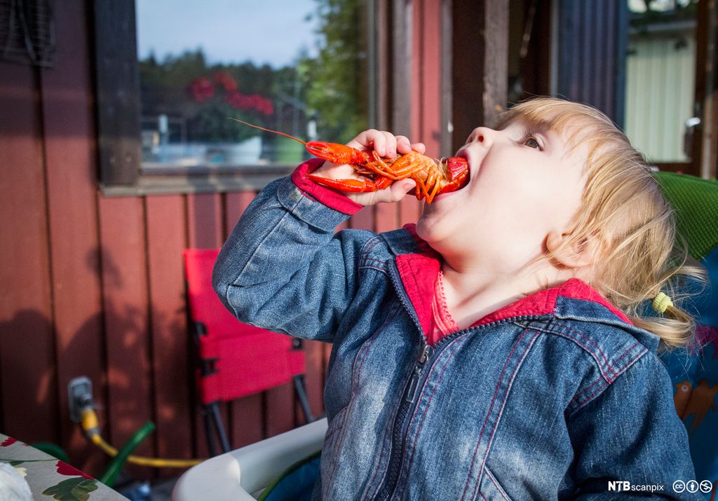 Jente spiser kreps. Foto.
