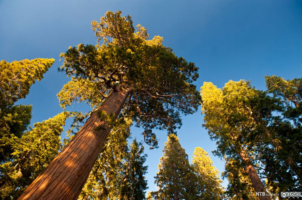 Redwood. Foto.